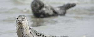 Preview wallpaper seal, animal, mammal, motion blur