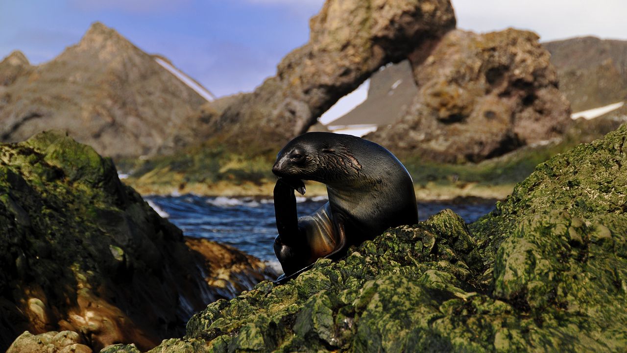 Wallpaper seal, black, wet, animal, rocks