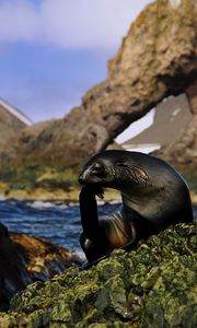 Preview wallpaper seal, black, wet, animal, rocks