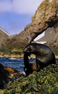 Preview wallpaper seal, black, wet, animal, rocks