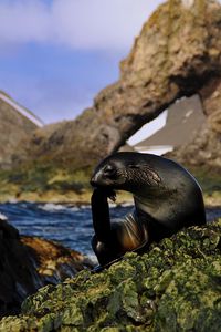 Preview wallpaper seal, black, wet, animal, rocks