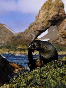 Preview wallpaper seal, black, wet, animal, rocks