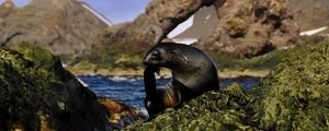 Preview wallpaper seal, black, wet, animal, rocks