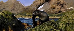 Preview wallpaper seal, black, wet, animal, rocks