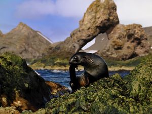 Preview wallpaper seal, black, wet, animal, rocks