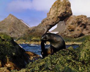 Preview wallpaper seal, black, wet, animal, rocks