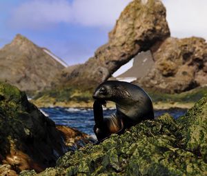 Preview wallpaper seal, black, wet, animal, rocks