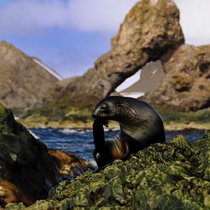 Preview wallpaper seal, black, wet, animal, rocks