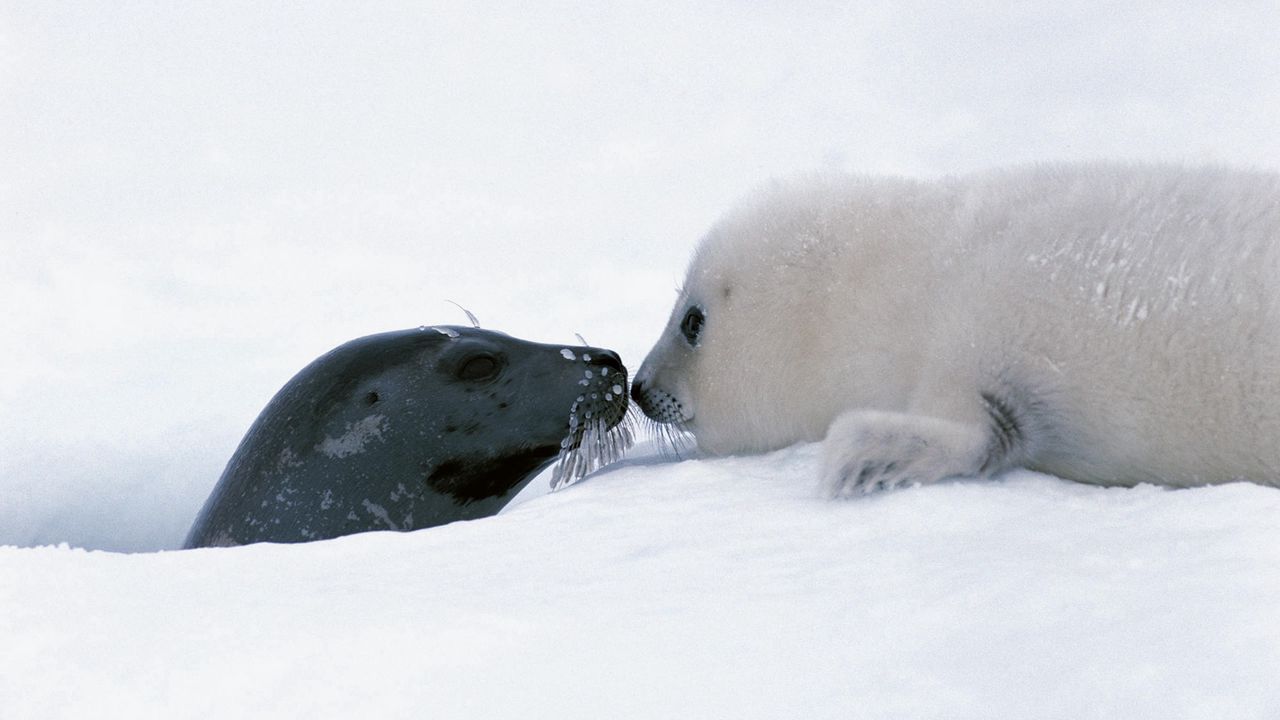 Wallpaper seal, couple, snow, head, caring, tenderness
