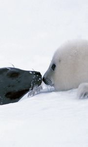 Preview wallpaper seal, couple, snow, head, caring, tenderness