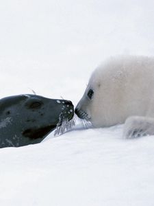 Preview wallpaper seal, couple, snow, head, caring, tenderness