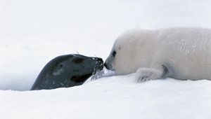 Preview wallpaper seal, couple, snow, head, caring, tenderness