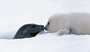 Preview wallpaper seal, couple, snow, head, caring, tenderness