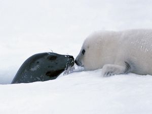 Preview wallpaper seal, couple, snow, head, caring, tenderness