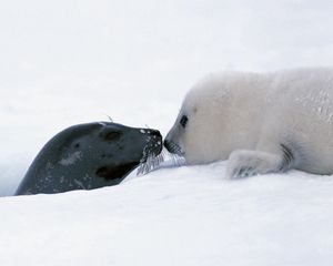 Preview wallpaper seal, couple, snow, head, caring, tenderness