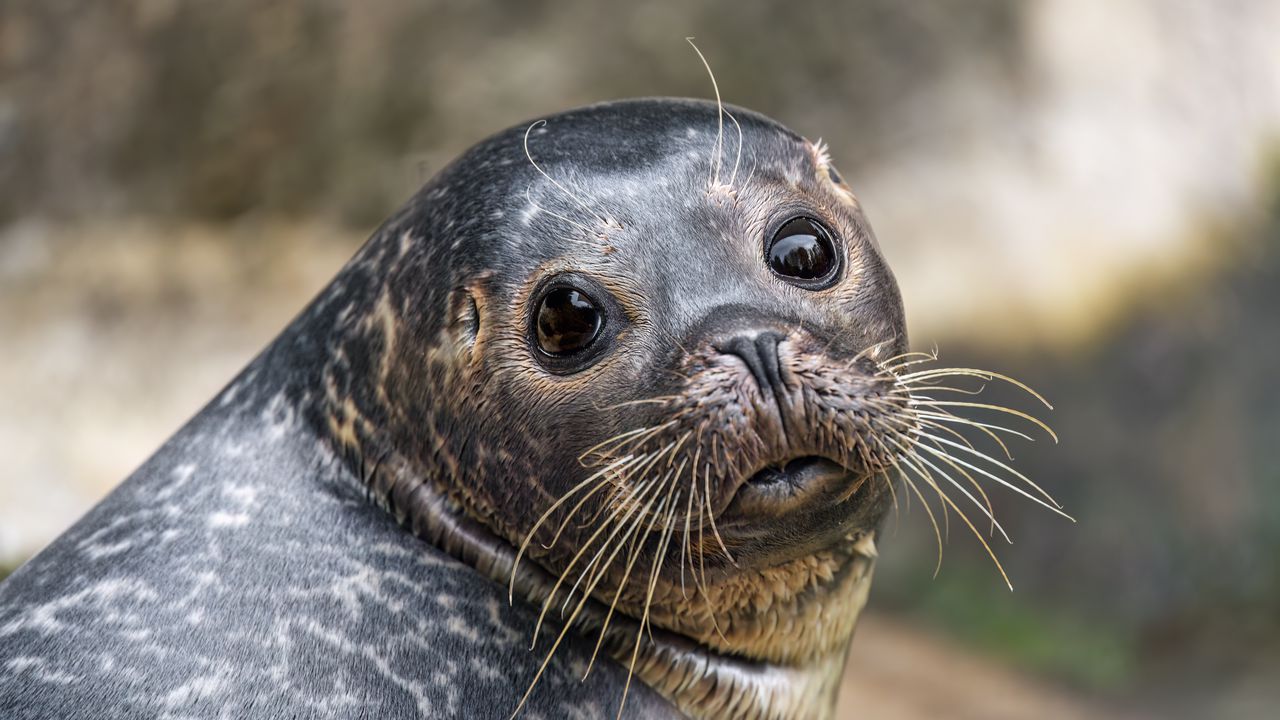 Wallpaper seal, cute, animal, glance