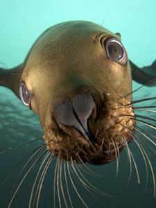 funny seal face