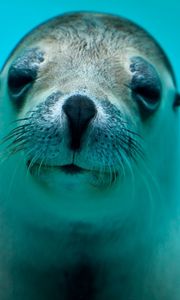 Preview wallpaper seal, face, eyes, sea animal