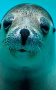 Preview wallpaper seal, face, eyes, sea animal