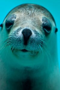 Preview wallpaper seal, face, eyes, sea animal