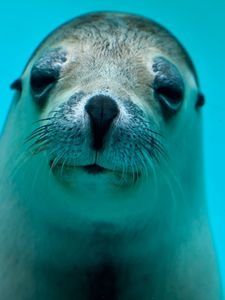 Preview wallpaper seal, face, eyes, sea animal