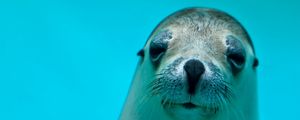 Preview wallpaper seal, face, eyes, sea animal