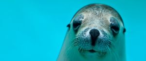 Preview wallpaper seal, face, eyes, sea animal