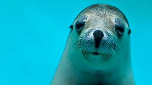 Preview wallpaper seal, face, eyes, sea animal