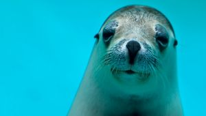 Preview wallpaper seal, face, eyes, sea animal