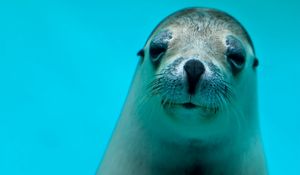 Preview wallpaper seal, face, eyes, sea animal