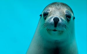 Preview wallpaper seal, face, eyes, sea animal