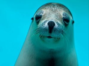 Preview wallpaper seal, face, eyes, sea animal