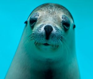 Preview wallpaper seal, face, eyes, sea animal