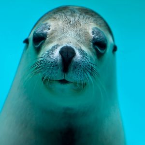 Preview wallpaper seal, face, eyes, sea animal