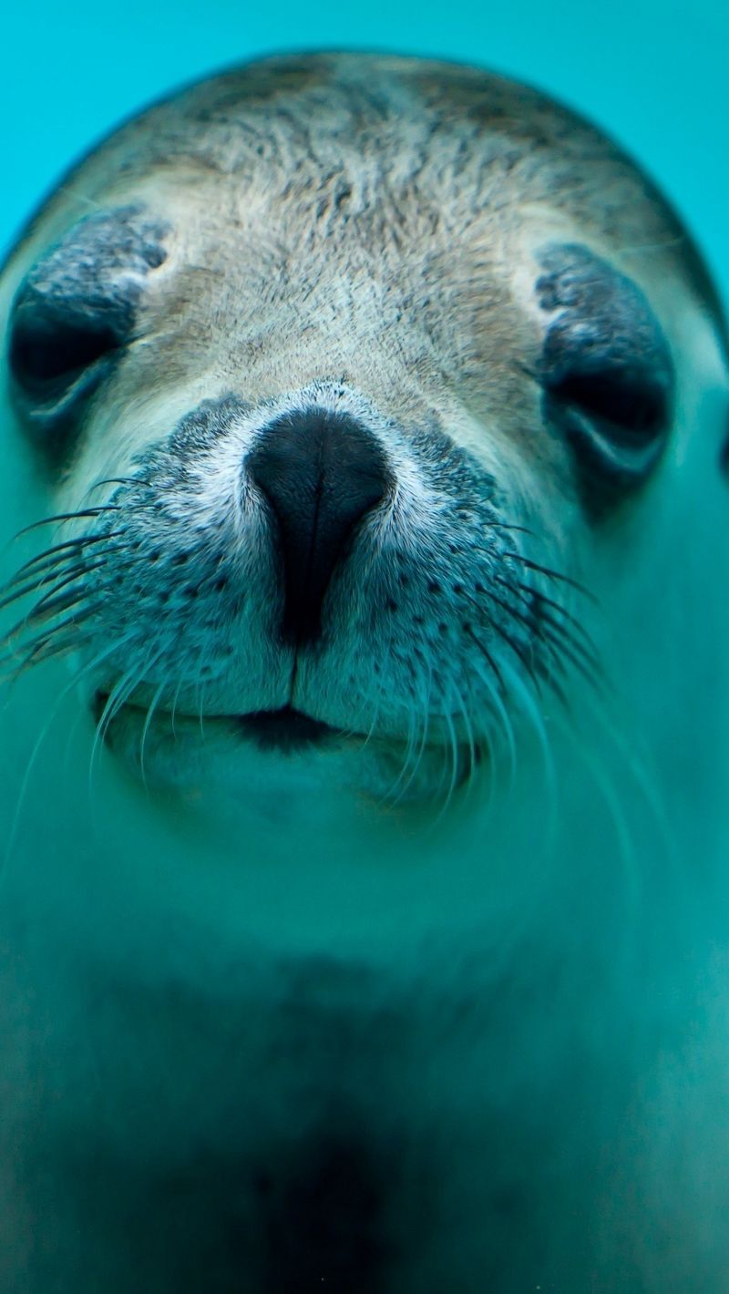 Download wallpaper 800x1420 seal, face, eyes, sea animal iphone se/5s/5c/5  for parallax hd background