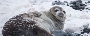 Preview wallpaper seal, fat, lying