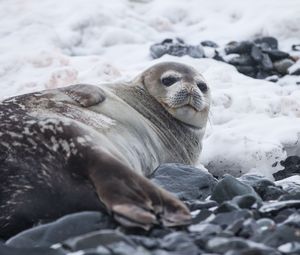 Preview wallpaper seal, fat, lying