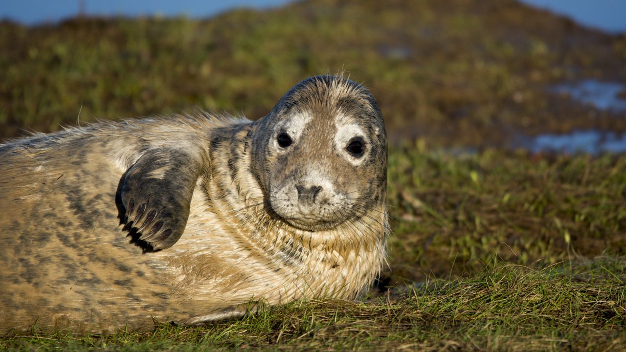 Wallpaper seal, fur seal, wet, lying