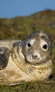 Preview wallpaper seal, fur seal, wet, lying