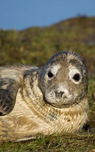 Preview wallpaper seal, fur seal, wet, lying