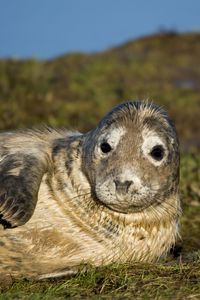 Preview wallpaper seal, fur seal, wet, lying