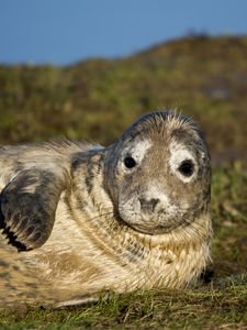 Preview wallpaper seal, fur seal, wet, lying