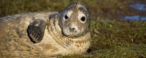 Preview wallpaper seal, fur seal, wet, lying