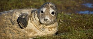 Preview wallpaper seal, fur seal, wet, lying