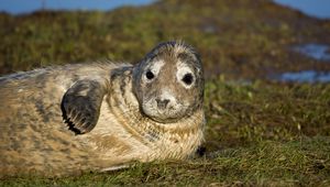 Preview wallpaper seal, fur seal, wet, lying