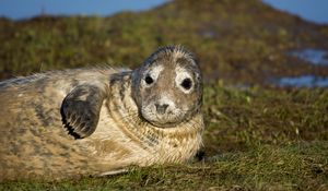 Preview wallpaper seal, fur seal, wet, lying