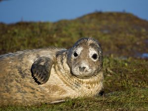 Preview wallpaper seal, fur seal, wet, lying