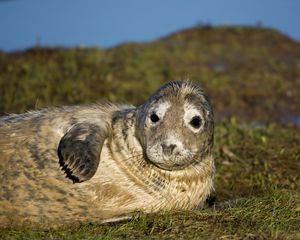 Preview wallpaper seal, fur seal, wet, lying