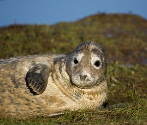 Preview wallpaper seal, fur seal, wet, lying