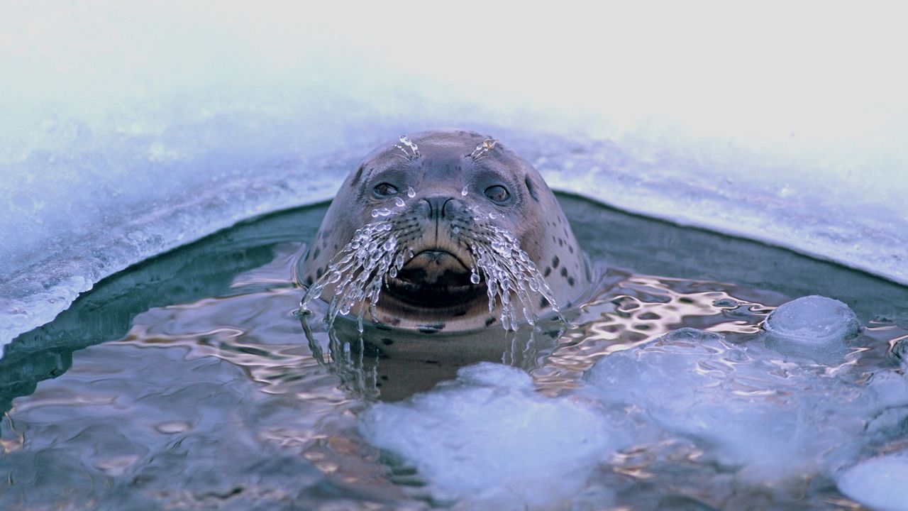 Wallpaper seal, hole, mustache, ice, sea